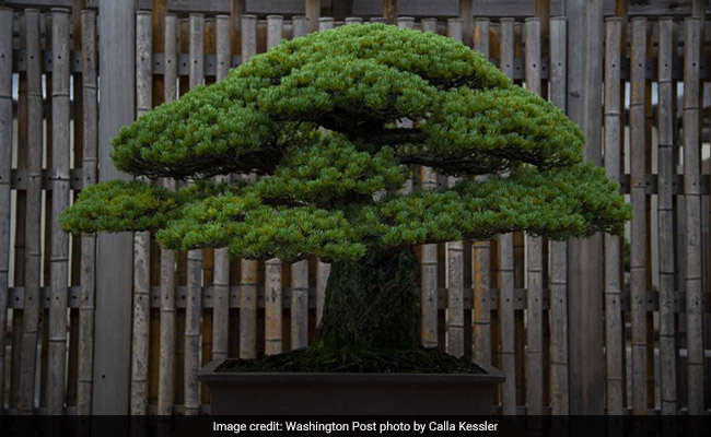 400-Year-Old Bonsai Stolen. Owner Posts Care Instructions On Facebook