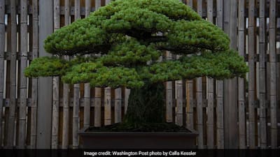 potatura bonsai ginseng Ginseng Ficus Bonsai in 8