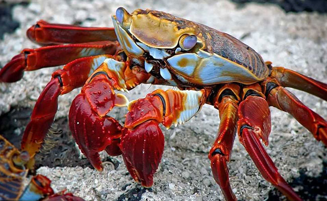 MIT Scientists Using Lobster Exoskeleton To Develop Flexible Body Armour
