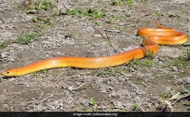 Rare Snake, Named After Area In UP, Spotted There After 82 Years