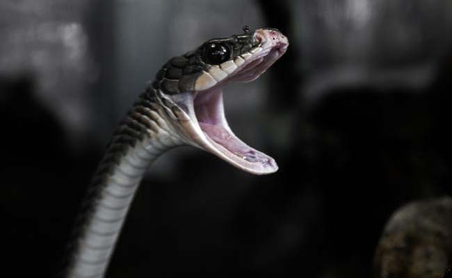 Snake On Train In Kerala Triggers Panic