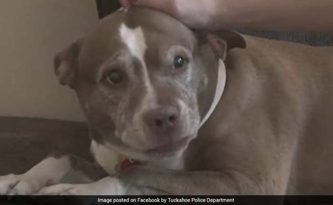 Pet Dog Saves Family From Gas Leak, Wins Hearts Online
