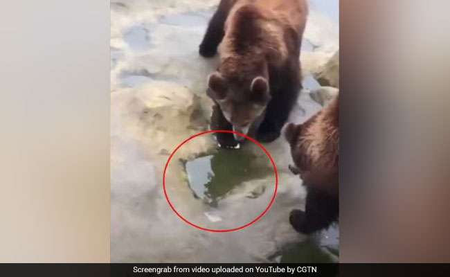 Man Feeding Bears Accidentally Throws iPhone At Them. Watch