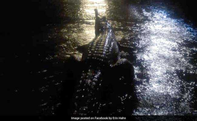 Crocodiles Out On Streets In Australia After Devastating Floods