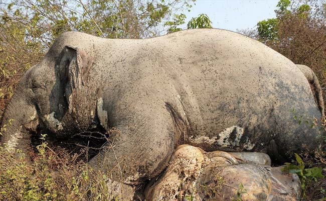Elephant Found Dead In Cambodia Wildlife Sanctuary, Tusks Chopped Off