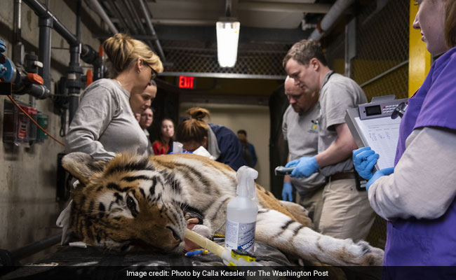 How Do You Give A Tiger A Root Canal? With Knockout Gas, And Great Care