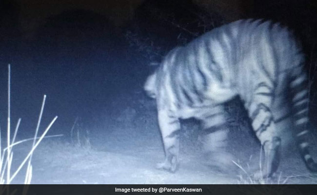 Now Confirmed, Tiger Spotted In Gujarat After 3 Decades