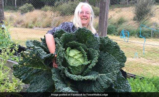 Australian Woman Grows Giant Cabbage, Is As Big As A Person