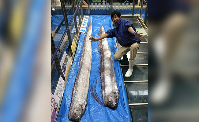 Rare Oarfish, Seen As Harbingers Of Doom, Caught In Japan. Pics Are Viral