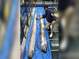 Rare Oarfish, Seen As Harbingers Of Doom, Caught In Japan. Pics Are Viral Rare Oarfish, Seen As Harbingers Of Doom, Caught In Japan. Pics Are Viral