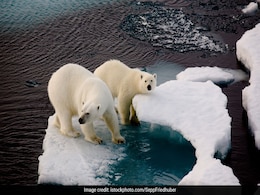 Russian Arctic Islands Sound Emergency Over "Invasion" By Polar Bears Russian Arctic Islands Sound Emergency Over "Invasion" By Polar Bears