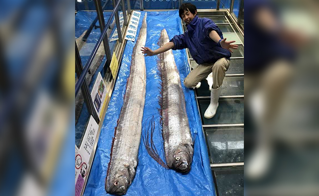 Rare Fish, Seen As Harbingers Of Earthquakes, Tsunamis, Caught In Japan