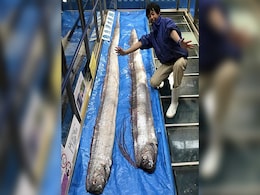 Rare Fish, Seen As Harbingers Of Earthquakes, Tsunamis, Caught In Japan Rare Fish, Seen As Harbingers Of Earthquakes, Tsunamis, Caught In Japan
