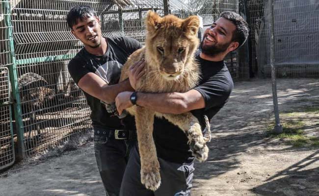 This Zoo Will Let Visitors Play With A Lion, Declawed