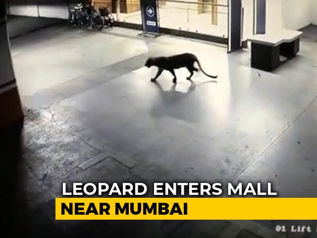 Panic After Leopard Seen At Shopping Mall, Hotel Basement In Thane