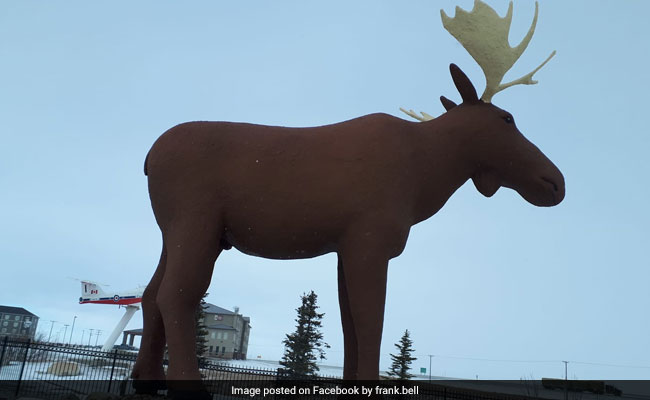 Norway vs Canada: The Big Fight For Tallest Moose Statue Continues