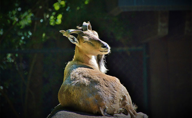 US National Pays Over $1 Lakh To Hunt Pak's National Animal