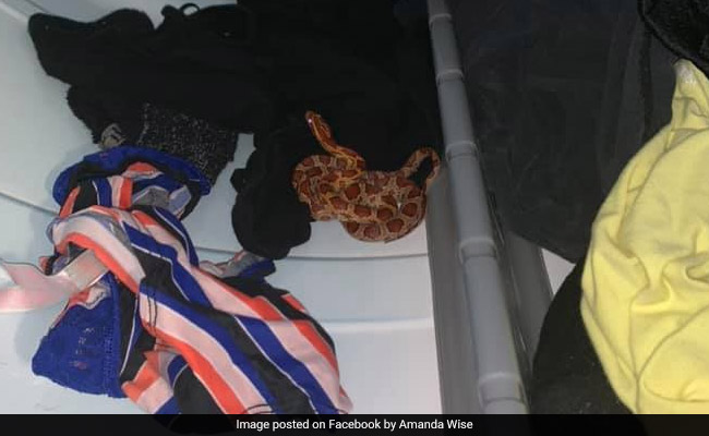 "Never Ran So Fast," Says Woman Who Found Snake Among Laundry In Dryer