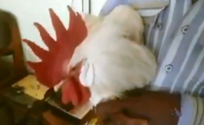 VIDEO: मुर्गे के खिलाफ हुई शिकायत तो रोने लगी मालकिन, कहा- बच्चे की तरह पाला है, इसे कुछ मत करो, मुझे जेल में डाल दो