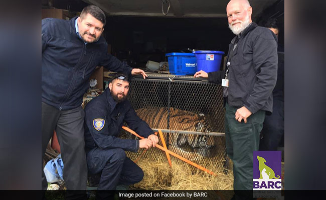 They Were Looking For A Place To Smoke Weed, Found Overweight Tiger Instead