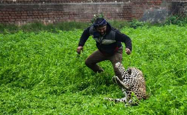 Leopard Creates Panic In Jalandhar, Caught After Over 6 Hours