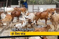 बजट 2019: गौमाता सम्मान के लिए ये सरकार पीछे नहीं हटेगी- गोयल बजट 2019: गौमाता सम्मान के लिए ये सरकार पीछे नहीं हटेगी- गोयल