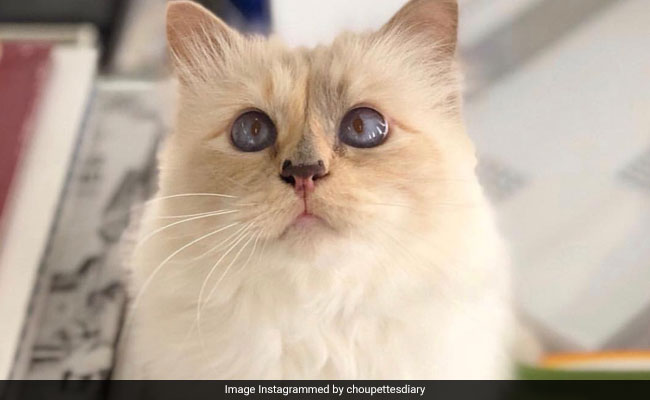 Could Karl Lagerfield's "Rich" Cat Inherit His $200 Million Fortune?