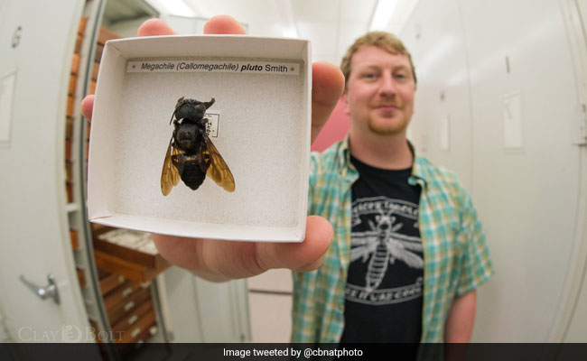 "Flying Bulldog", World's Largest Bee, Found Again After Around 40 Years