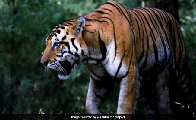 Tiger Kills Woman, Villagers Find Her Body In Three Parts In Rajasthan