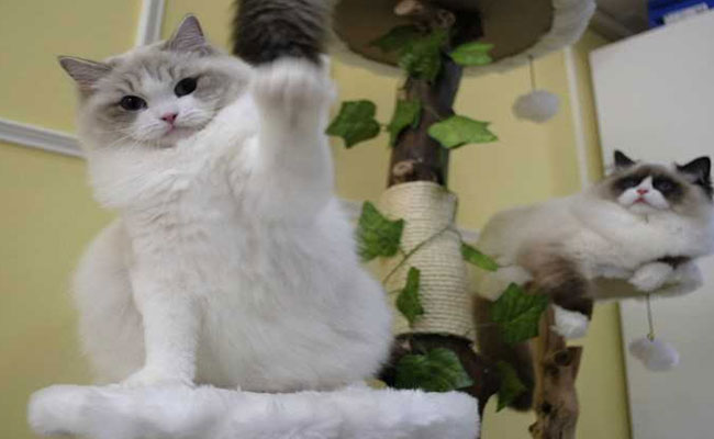 'Pregnant' Cat Burglar Allegedly Smuggled Kittens Through Taiwan Airport