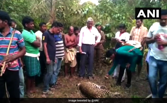 Body Of Leopard Found In Odisha Reserve
