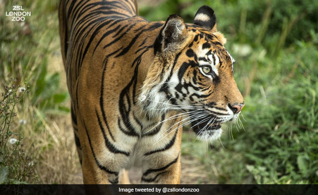 बिहार में बाघ का आतंक, महिला को जिंदा चबा गया, सिर्फ पैर का एक टुकड़ा ही मिला
