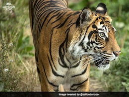 बिहार में बाघ का आतंक, महिला को जिंदा चबा गया, सिर्फ पैर का एक टुकड़ा ही मिला बिहार में बाघ का आतंक, महिला को जिंदा चबा गया, सिर्फ पैर का एक टुकड़ा ही मिला
