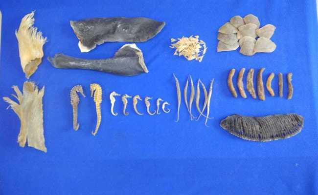 7 Crore Worth Dried Sea Horse, Sea Cucumber Seized In Chennai, 2 Detained