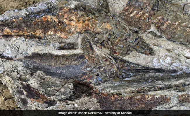 Fossils Show World-Wide Catastrophe On The Day Dinosaurs Died
