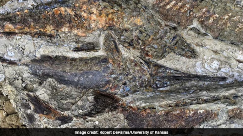 Micro-CT Scans Could Damage Fossils Despite Seen As Safe: Study