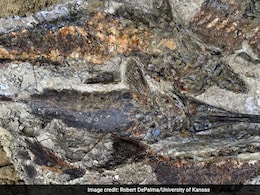 Micro-CT Scans Could Damage Fossils Despite Seen As Safe: Study Micro-CT Scans Could Damage Fossils Despite Seen As Safe: Study