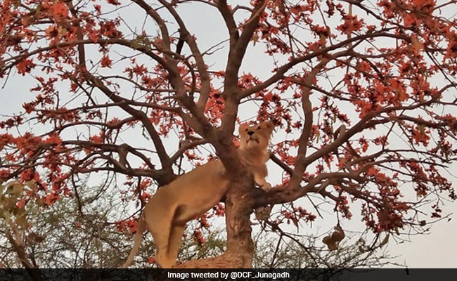 Striking Pic Of Gir Lion, Shared By PM Modi, Creates Stir Online