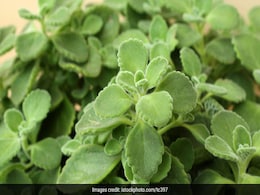 अजवाइन के बीज को लगाएं गमले में, इसकी पत्तियों से सेहत को मिलेंगे 5 बड़े फायदे अजवाइन के बीज को लगाएं गमले में, इसकी पत्तियों से सेहत को मिलेंगे 5 बड़े फायदे