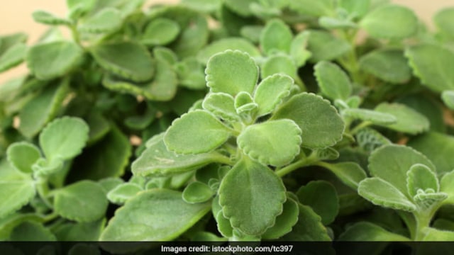 Ajwain leaves can give a boost to your digestion and immunity
