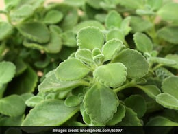 सेहत के लिए खजाना हैं अजवाइन के पत्ते, इन लोगों को जरूर करना चाहिए इनका सेवन सेहत के लिए खजाना हैं अजवाइन के पत्ते, इन लोगों को जरूर करना चाहिए इनका सेवन