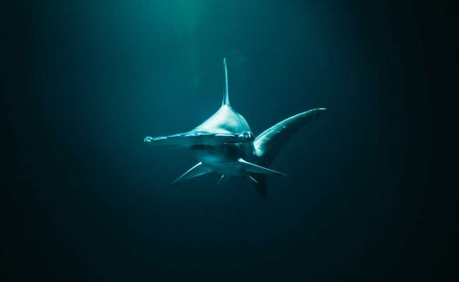 Hammerhead Shark Refuge Found In Galapagos