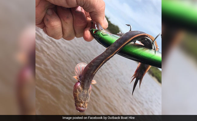 Baby Alien? Prehistoric Fish? Mysterious Sea Creature With No Eyes Puzzles Netizens