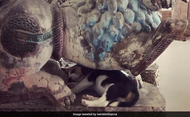Twinkle Khanna's Post On Her Beagle Will Make Every Pet Owner Say "Same"
