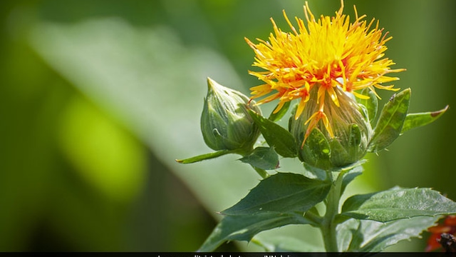 Safflower oil can facilitate faster healing of wounds