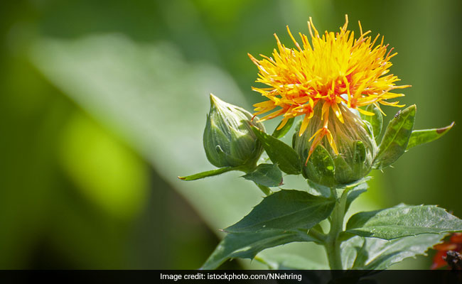 Safflower oil can facilitate faster healing of wounds