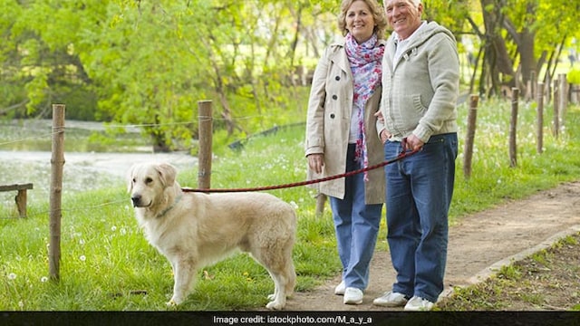 Dog walking may increase risks of bone fractures in older adults