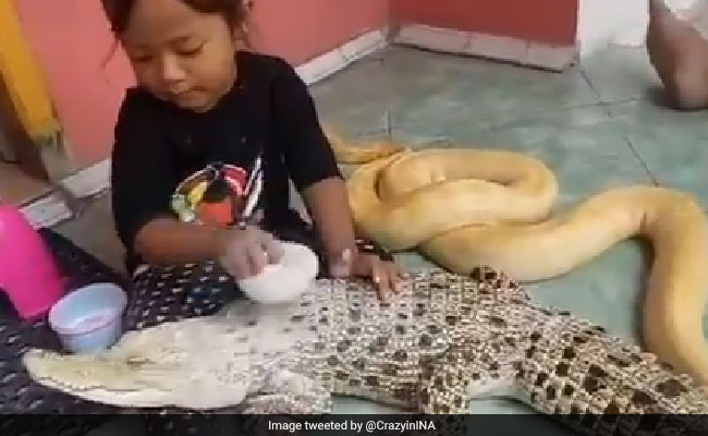 सांप को कराती है ब्रश तो मगरमच्छ का करती है मेकअप, 4 साल की बच्ची के ये VIDEO आपको कर देंगे हैरान