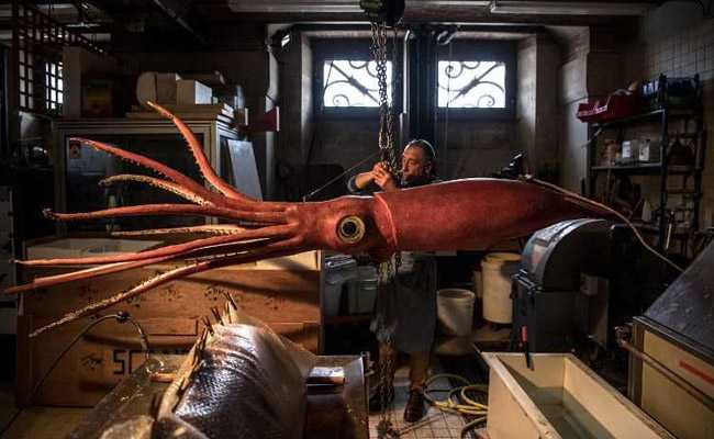 Giant Squid Gets Makeover Before Exhibition In Paris Museum
