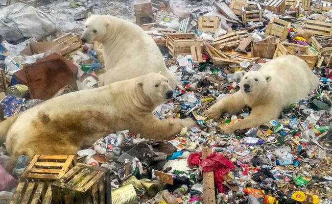 Polar Bears Feast On Food Waste In Russia's Arctic. Photos Are Viral